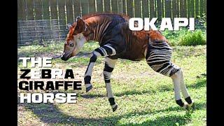10 Okapi Facts - The Zebra Giraffe Horse - Animal a Day