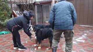 У Барни невеста. Бернский зенненхунд. Bernese Mountain Dog.