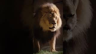 #sorts #dangerous Lion Lovers
