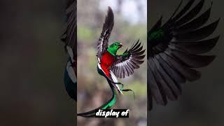 Resplendent Quetzal #youtubeshorts #facts #ytshort