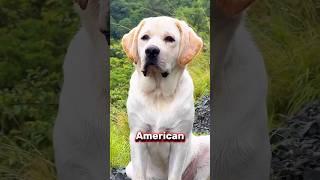 2 reasons Why Americans love Labrador retriever