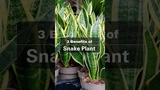 3 Benefits of snake plant
