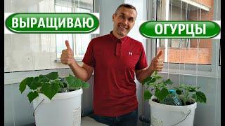 КАК ВЫРАСТИТЬ ОГУРЦЫ  НА БАЛКОНЕ от А до Я ‼️ ДЕЛАЕМ ШПАЛЕРЫ для подвязки ️ ЧАСТЬ 2