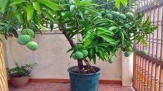 Top 10 fruits and vegetables you should plant in the house