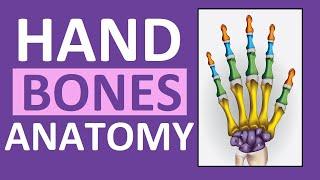 Hand Bones & Wrist Bones (Phalanges, Carpals, Metacarpals): Anatomy and Physiology