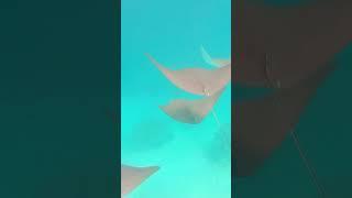 Manta fish in #male  #viral #trending #shorts #adventuresofsheenu