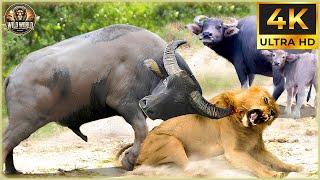 THE BUFFALO BATTLES: Nature’s Most Unbelievable Fights for Survival! | Wildlife Documentary