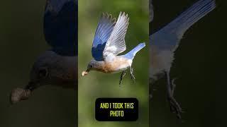 Capturing the perfect shot: My favorite Blue Bird photo