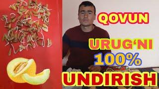 #  QOVUN# TARVZ# BODIRING #Ashqavoq   #Urug‘larni   100%  #undirish