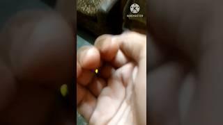 That's How jugnu(firefly) looks under light #shorts #firefly #shortvideo