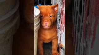 Puppy barking  ️  #angrypuppy #cuteanimal #angrydog #cutepet #puppy #cutepuppy