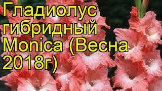 Гладиолус гибридный Моника. Краткий обзор, описание характеристик, где купить луковицы