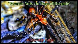 WEAVER ANTS IN DAYS OF DESPAIR