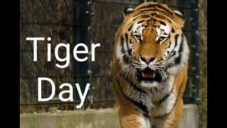 International Tiger Day (July 29) - Why is International Tiger Day celebrated?