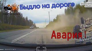 Быдло на дороге #1 безумные водители