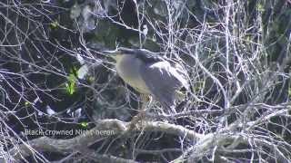 Birdwatching California 50 species