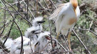 10 m. documentary about Cattle egret nesting in Cyprus  - by George Konstantinou