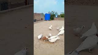Kabutar odna kas ko Pasand Hai ️#pigeon #aliwal #kabutars #trends