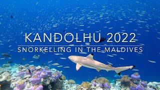 Snorkelling in the Maldives - Kandolhu - 2022