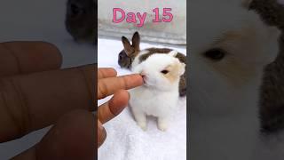 Rabbit Growth - Baby BUNNY Grow Up Day By Day #pets