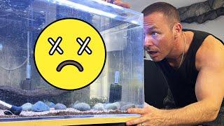 What happened to all my sick fish?  How to treat freshwater ich - the king of DIY