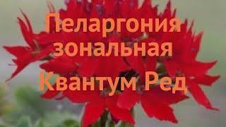 Пеларгония зональный Ред  зональный пеларгония Ред обзор: как сажать, семена пеларгонии Ред