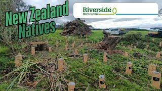 Planting Natives in New Zealand | Riverside Horticulture