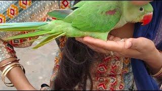Gouri Rajput 17  is live!talk to baby Parrots @gourirajput17