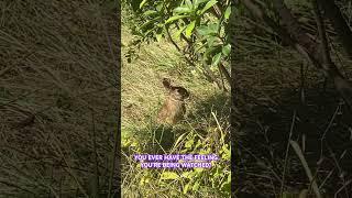 VOYEUR CAM AU NATUREL #voyeur #nature #bunny #grass #august