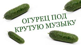 ОГУРЕЦ ПОД КРУТУЮ МУЗЫКУ 