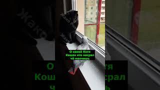 Попугай ругается на кота