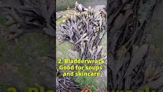 5 Edible Seaweeds you can Forage!