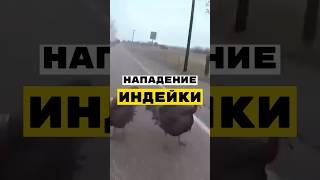 Индейка VS Офицер #police #usa #shorts