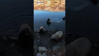 Sea lions in the city of Petropavlovsk Kamchatsky