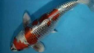 200056 - Hosakai Kujaku