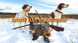 Roosters + FRESH SNOW! Late Season Pheasant Hunt