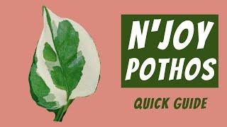 N'Joy Pothos Care Guide | Epipremnum Aureum 101 | Light, Water, Soil & More