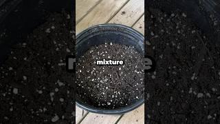 How Do You Make the Perfect Container Soil Mix? #shorts