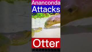 Anaconda Attack on Otter