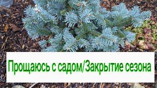 1 ноября 2024 г. Обзор сада/Что и как в моем саду?