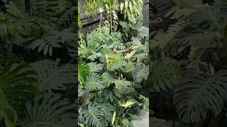 Wandering through a Monstera Forest with @leafing.around & @onlyplants !! 