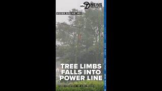 70-mph hour winds knock down a tree limb