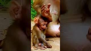 Baby monkey Rainbow#156
