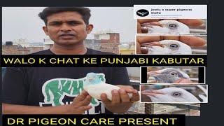 THE MOST FAMOUS #JEETU BHAI KE CHHAT KE PUNJABI KABUTAR #NANGLOI NIHAL BIHAR DELHI #PIGEON#KABUTAR