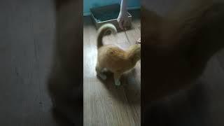 финская полька