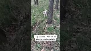 Cześć 1: Atak psów w lesie ️🫣 #saltonat #gadajacypies #salto #talkingdog #dog #pies