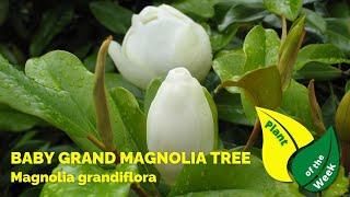 Baby Grand Magnolia | Magnolia grandiflora | Inspiration for your Yard