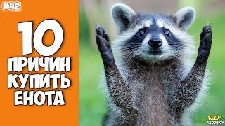 10 причин завести Енота - Интересные факты!