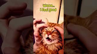 Funny cats compilation #cat #funny #cute #shortsvideo #ytshorts #shortsviral #meowchannel