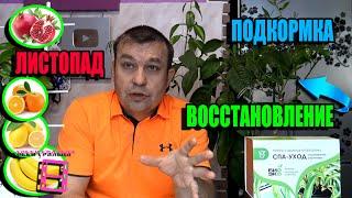 ВАЖНАЯ ПОДКОРМКА ЦИТРУСОВЫХ. ЛИСТОПАД И ВОССТАНОВЛЕНИЕ ПОСЛЕ ЗИМЫ. ЭКЗОТИКА НА ПОДОКОННИКЕ 23-2